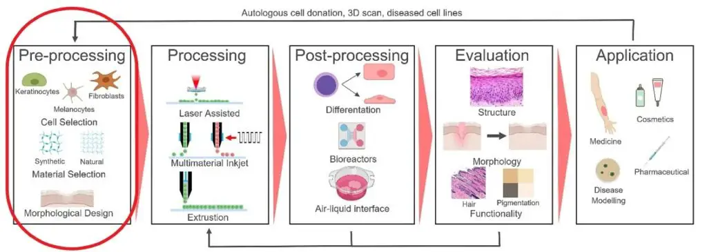 Illustration of the 3D bioprinting process from bio-ink to tissue maturation.